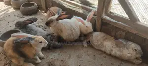 Rabbits for Sale