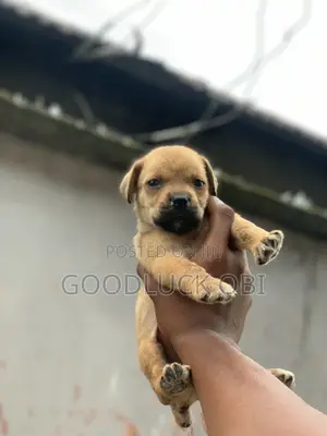 1-3 months Female Purebred Boerboel
