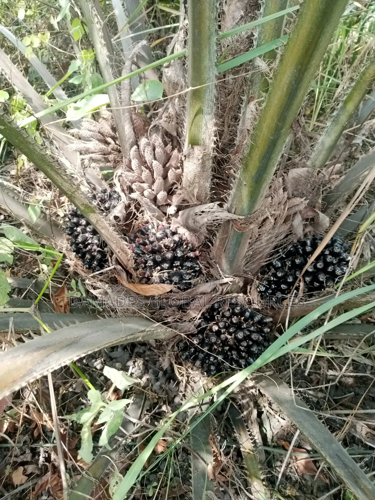 Tenera Oil Palm Seedling