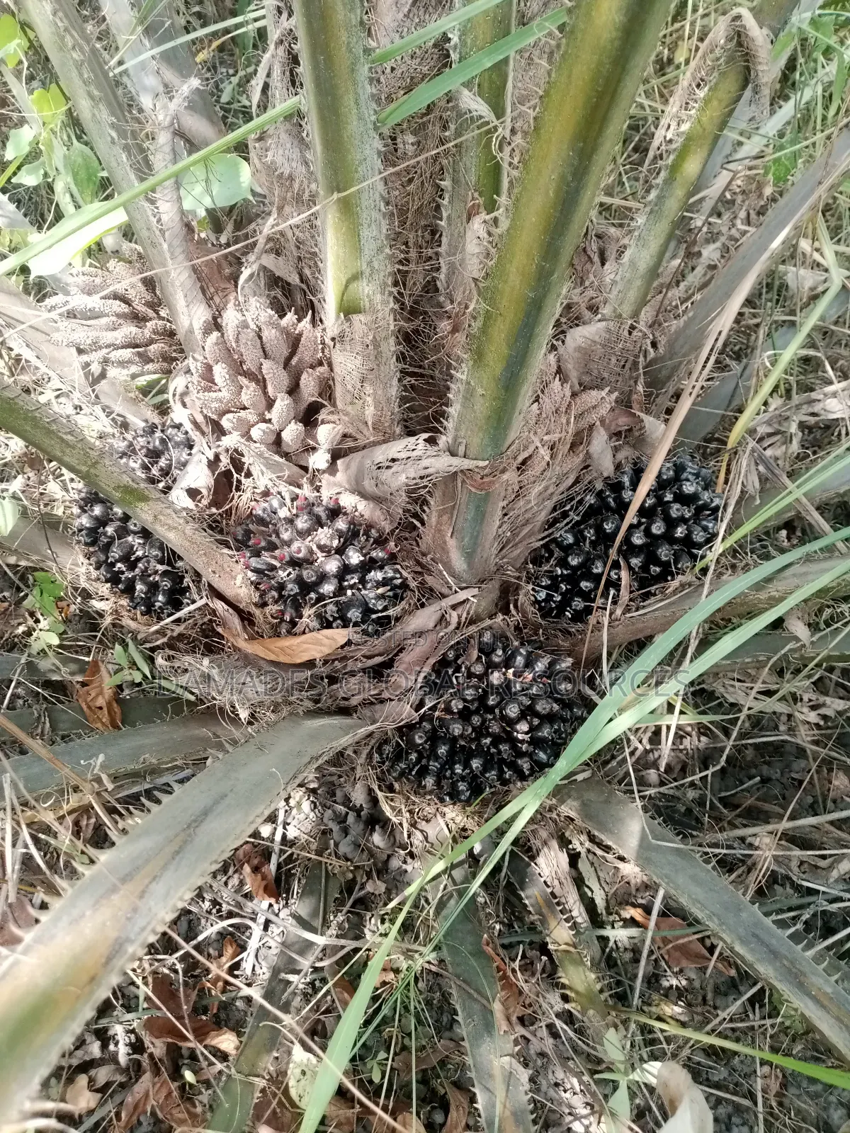 Tenera Oil Palm Seedling