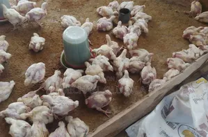 Four 4 Weeks Old and Matured Broiler Chicken in Ibadan - Farm Animals