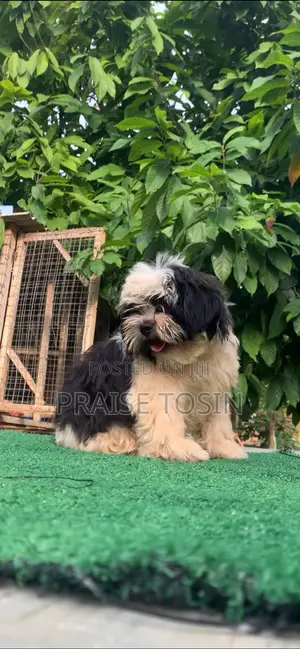 1-3 months Female Purebred Lhasa Apso