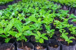 Crin Coffee Seedlings