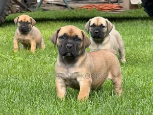 1-3 months Female Purebred Boerboel