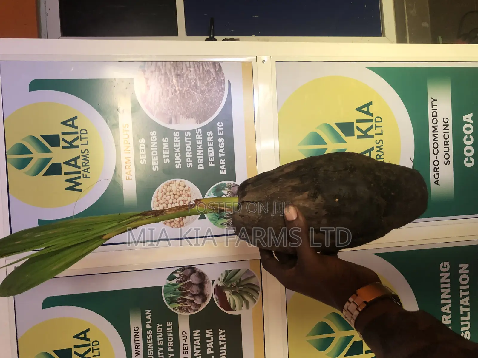 Hybrid Dwarf Coconut Seedlings