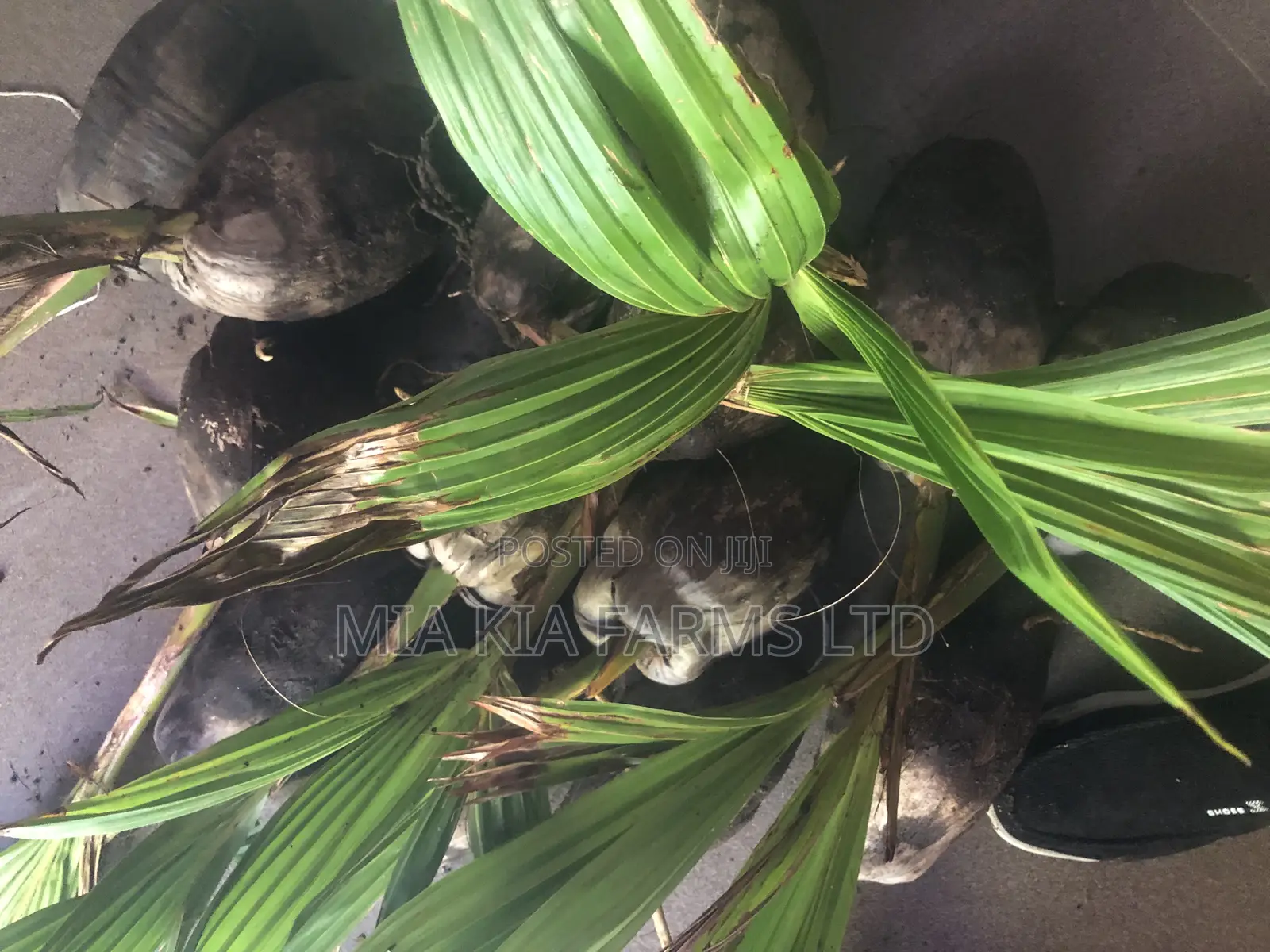 Hybrid Dwarf Coconut Seedlings