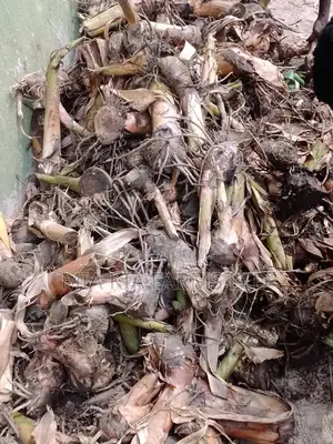 Giant Elephant Plantain Suckers