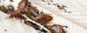 Bedbugs Fumigation Expert