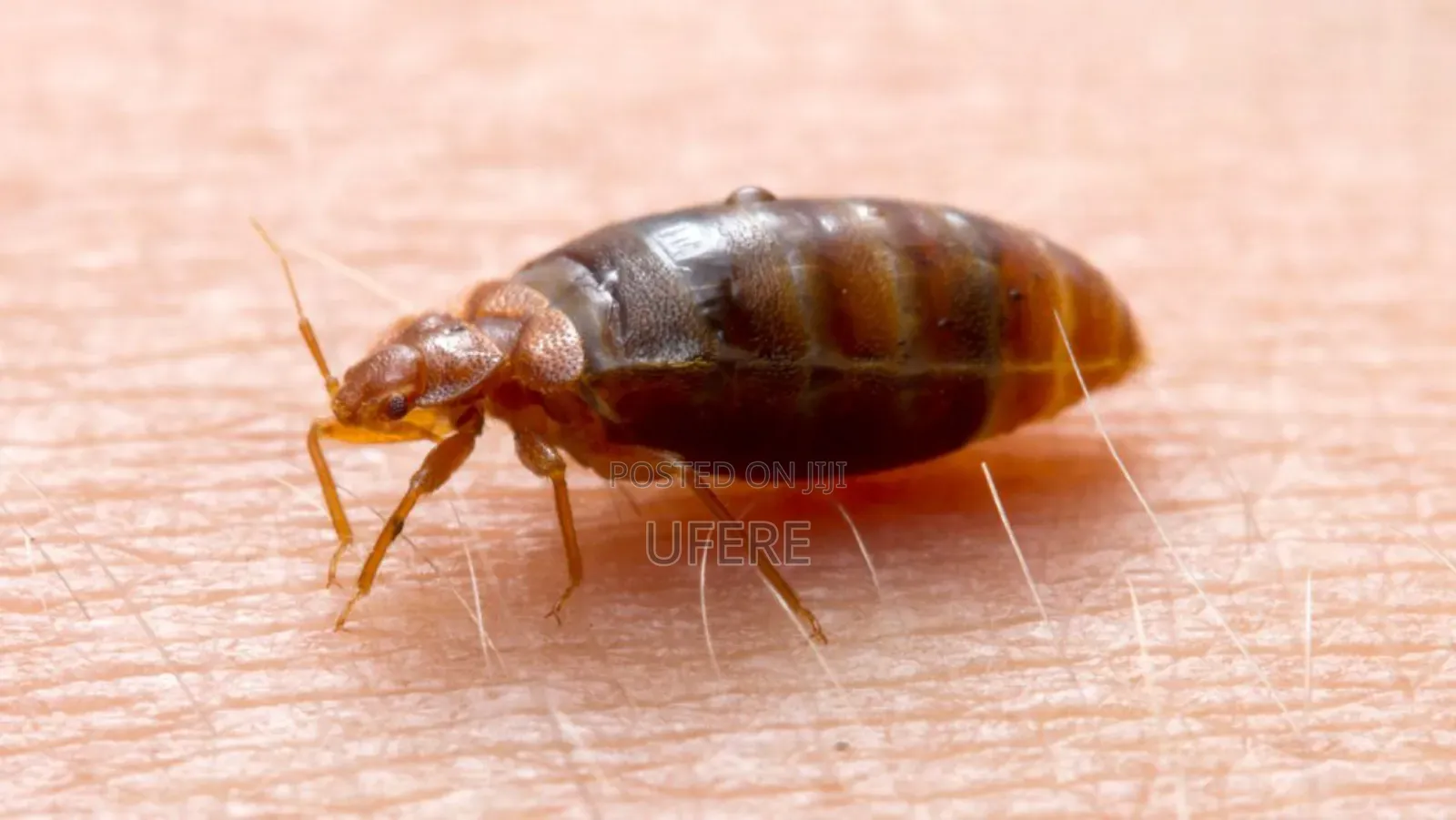 Bedbugs Fumigation Expert