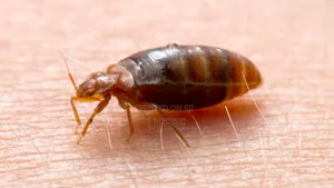 Bedbugs Fumigation Expert