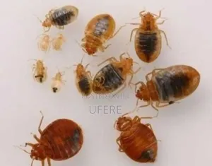 Bedbugs Fumigation Expert