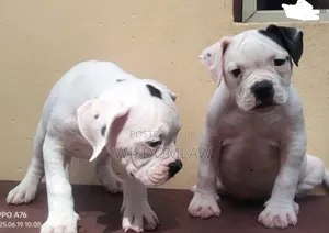 1-3 months Male Purebred American Bulldog