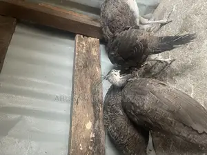 Young Peacock