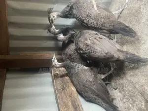 Young Peacock