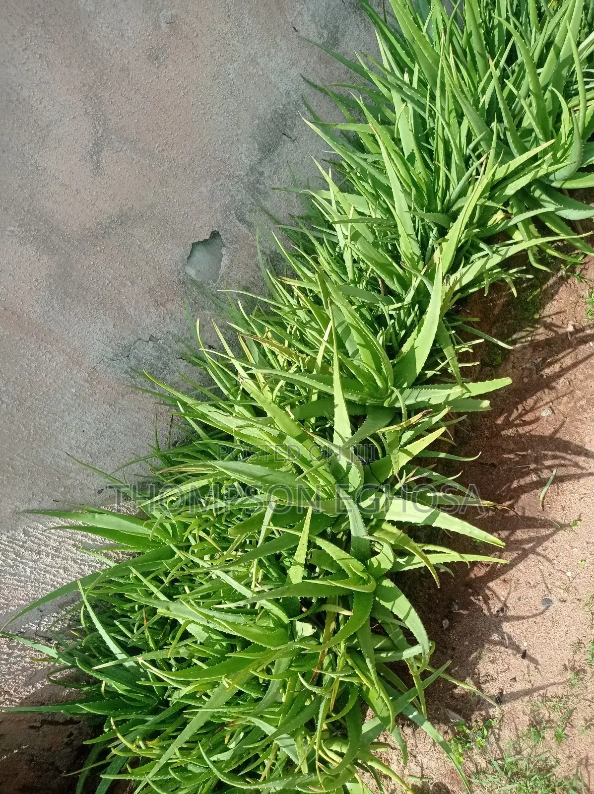 Aloe Vera Plants