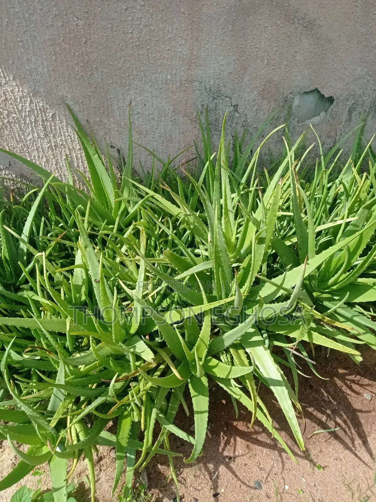 Aloe Vera Plants
