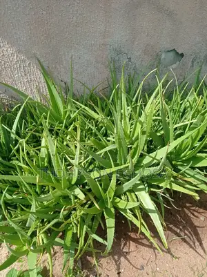 Aloe Vera Plants