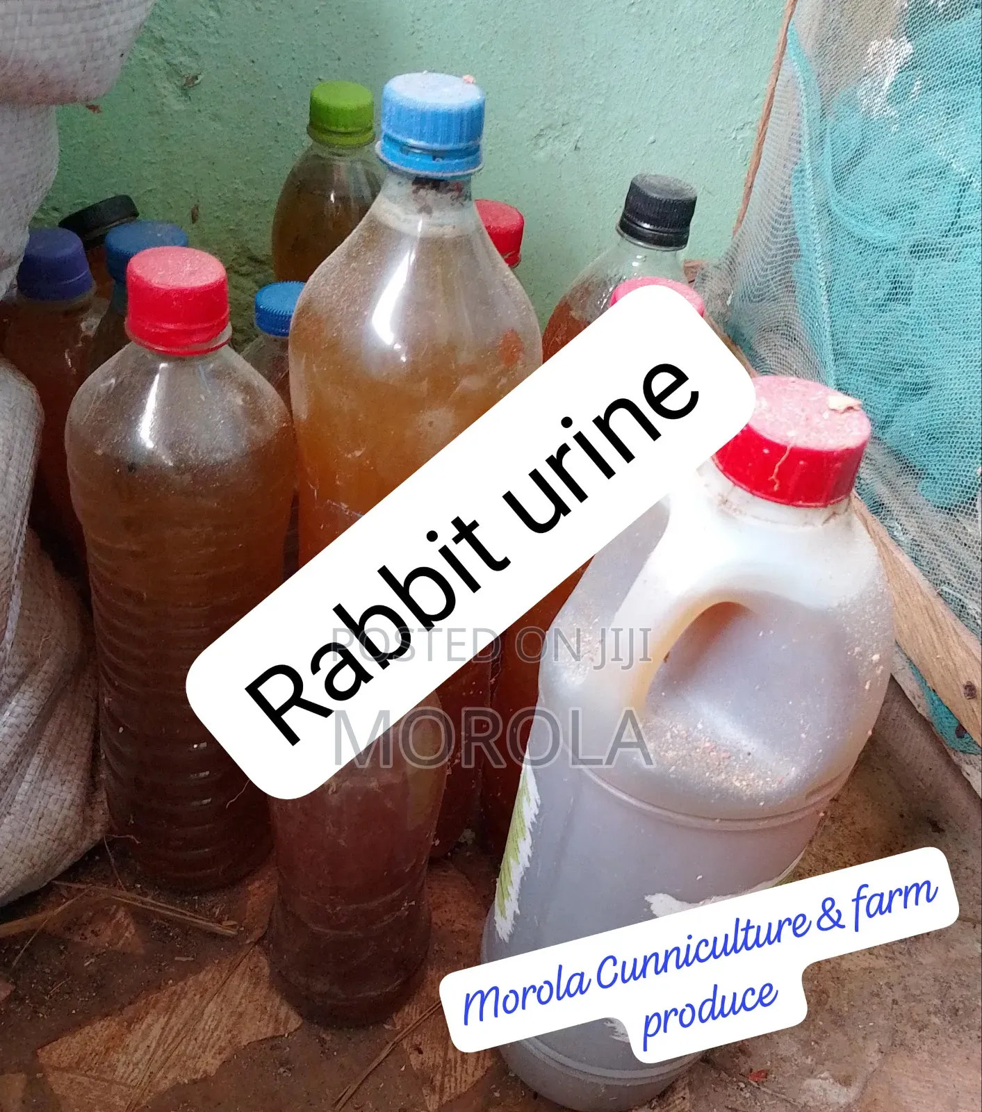 Rabbit Urine for Sale