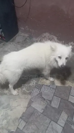 Photo - 1+ year Male Purebred American Eskimo