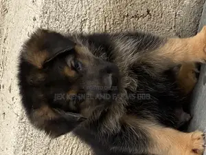 1-3 months Male Purebred German Shepherd