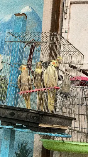 Foreign Cockatials Birds