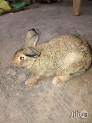 Rabbit (Matured Doe Buck)