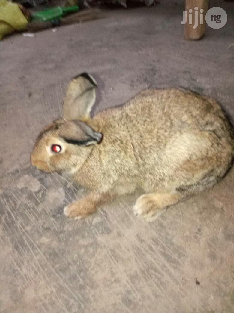 Rabbit (Matured Doe Buck)