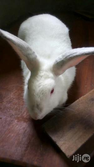 Rabbit (Matured Doe Buck)