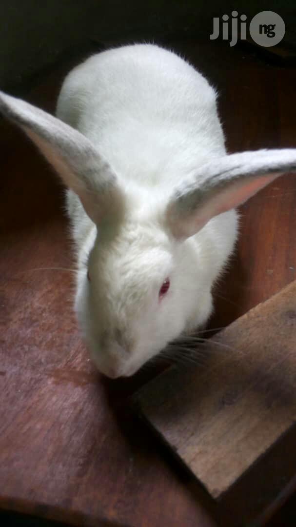 Rabbit (Matured Doe Buck)