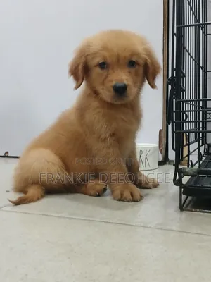 1-3 months Male Purebred Golden Retriever