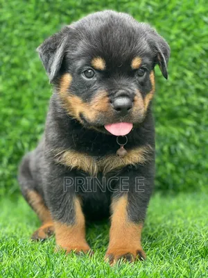 1-3 months Female Purebred Rottweiler