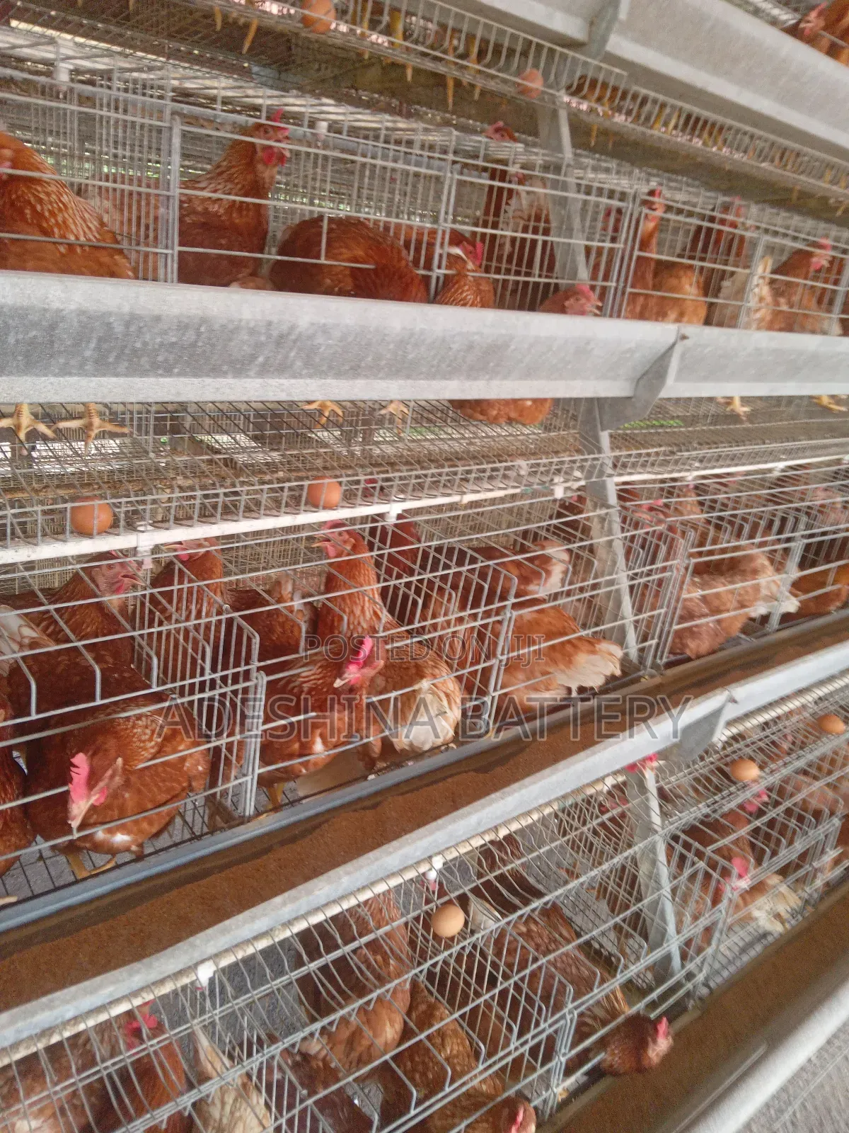 Chicken Cages