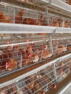 Chicken Cages