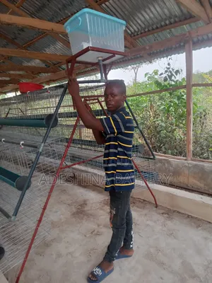Chicken Cages