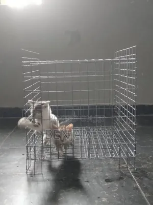 Mini Cat Cage