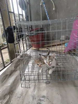 Mini Cat Cage