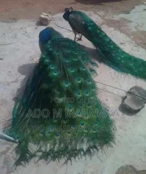 Buy All Types of Birds Here at Very Affordable Price.