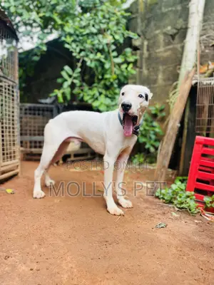 Photo - 1+ year Male Purebred American Pit Bull Terrier