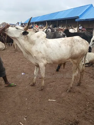 Very Big Cows