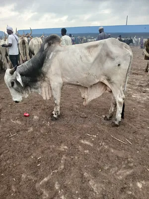 Very Big Cows