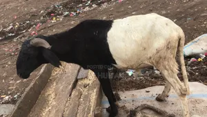 Healthy Big Ram