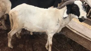 Healthy Big Ram