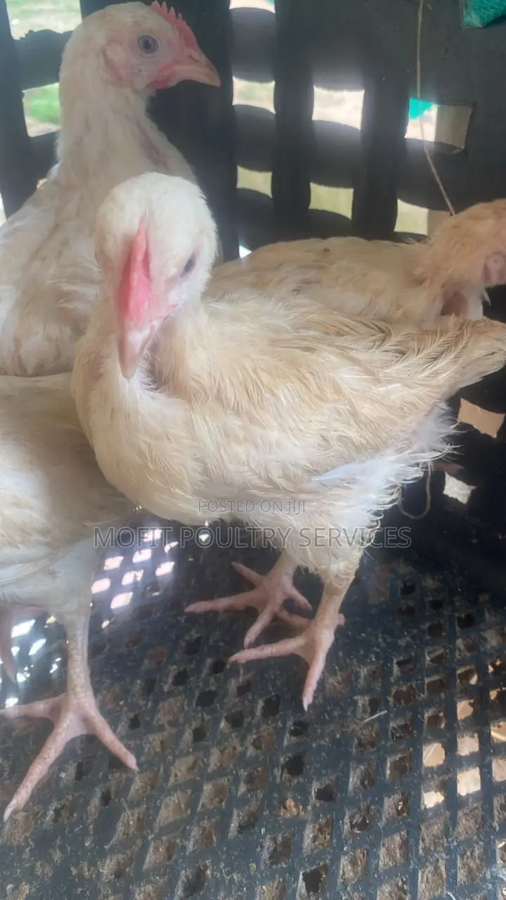 8 Weeks Cockerel