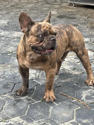1+ year Male Purebred French Bulldog