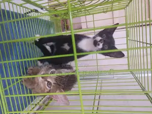 1-3 months Female Mixed Breed Exotic