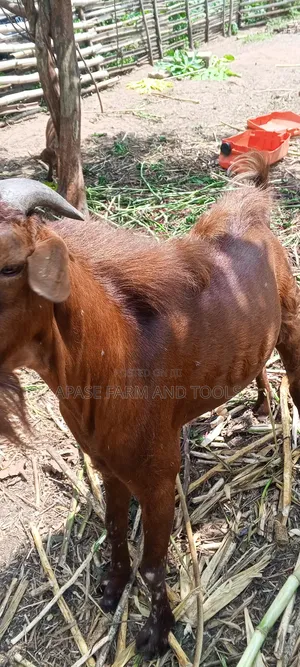 Kings Size Male Imported Goat for Sale in Good Health Condition