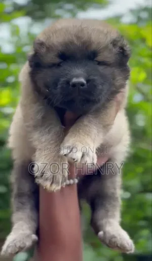 1-3 months Male Purebred Caucasian Shepherd