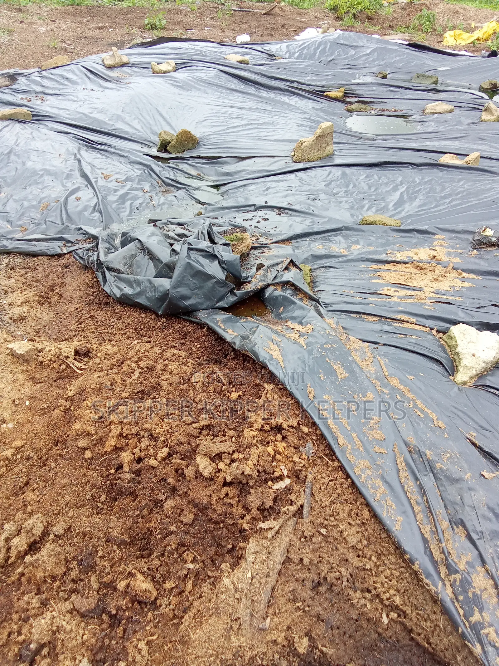 Manure (Dried Chicken Poo)