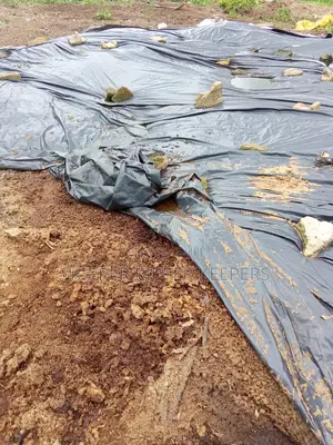 Manure (Dried Chicken Poo)