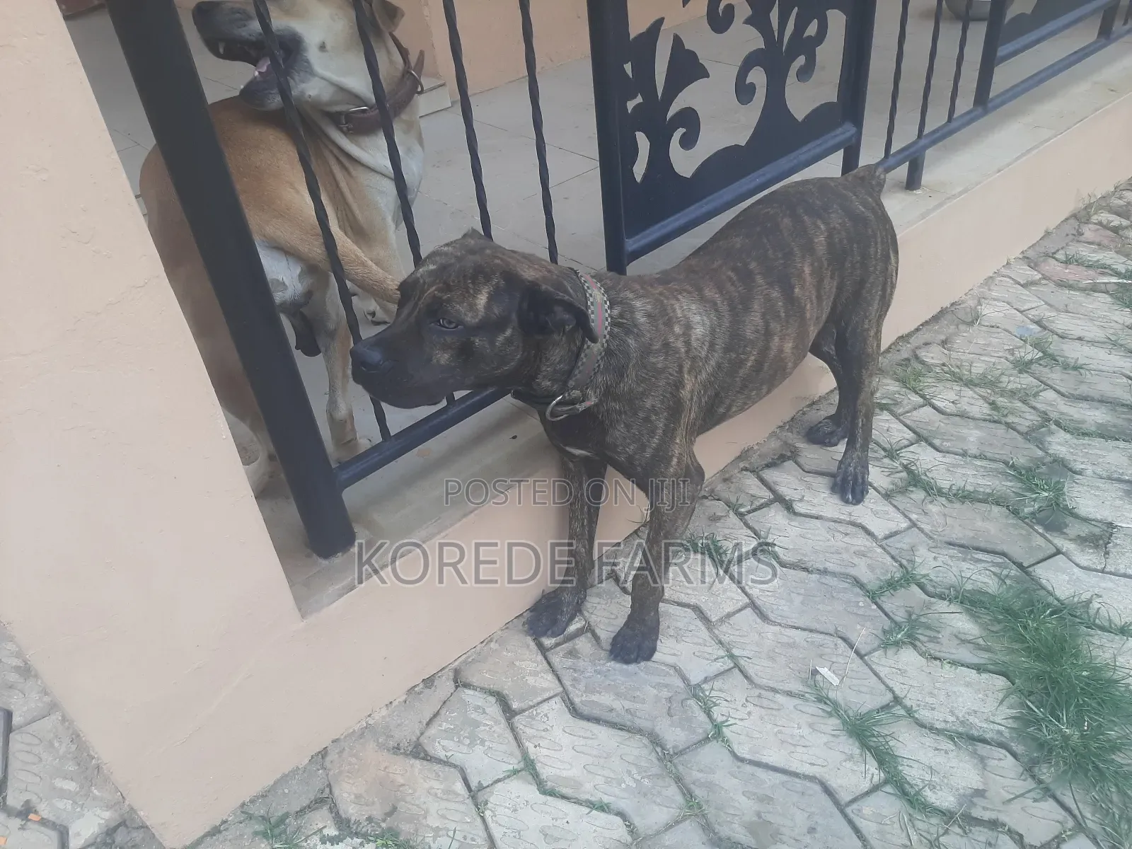 Ped Boerboel Available for Stud